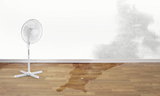 Best Local water damage restoration  in Lake Village, AR